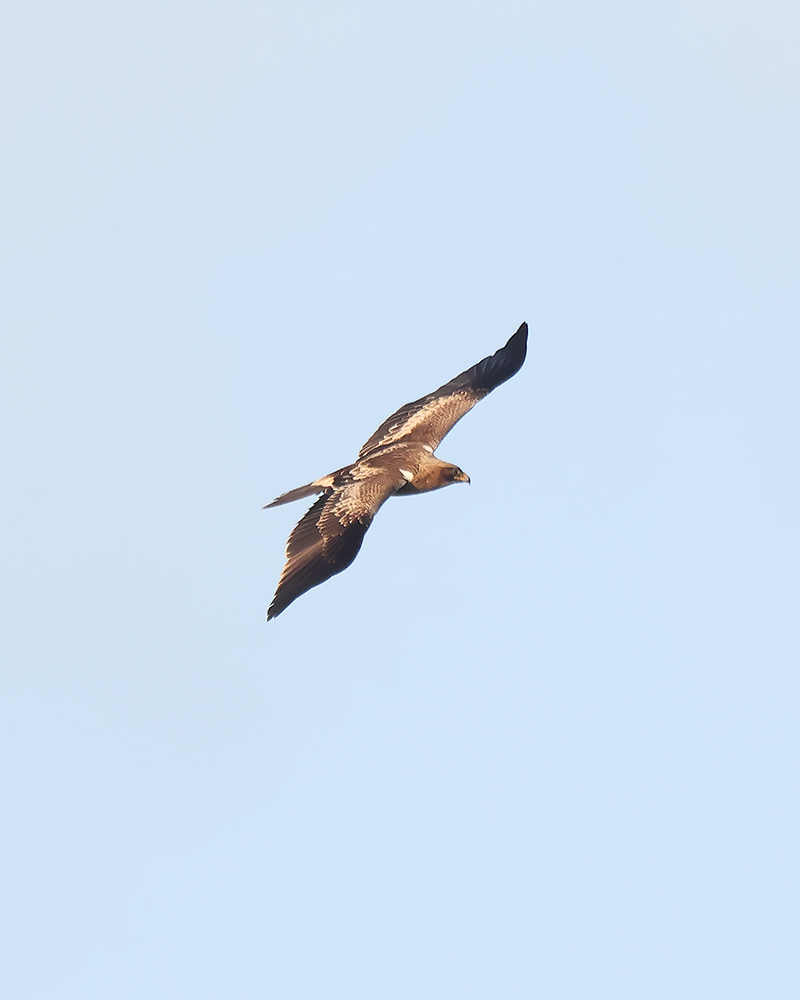 Booted eagle